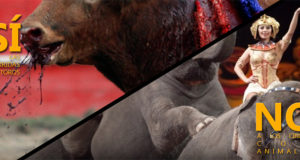 SÍ a las corridas de toros, NO  a los circos con animales